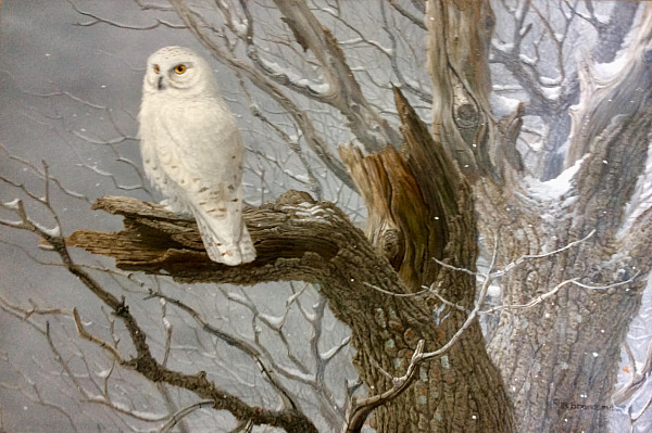 Louis Brandsma - owl - in
